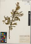 Foto von Salix humilis Marshall